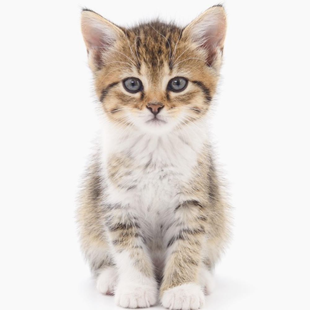 Meet your Posher, Eve